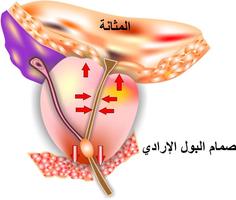 معارف الصحة - تضخم البروستاتا Ekran Görüntüsü 1