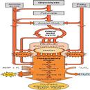 Carbohydrate Metabolism APK