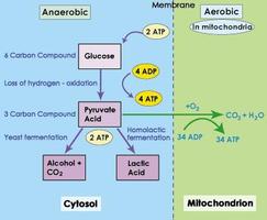 Carbohydrate Metabolism Affiche