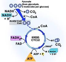 Carbohydrate Metabolism screenshot 1