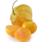 Physalis آئیکن