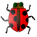 Lady Bird Live Wallpaper