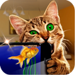 Cat: aquarium toy