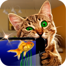 القط: لعبة حوض السمك APK