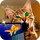 Cat: mainan akuarium APK