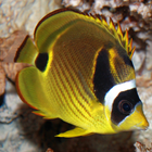 Marine Aquarium Fish 2-icoon