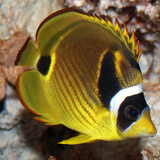 Marine Aquarium Fish 2 icône