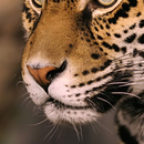 Animal Noses 1 FREE APK