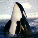 Wild Animals of Antarctica 1-APK