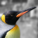 Wild Animals of Antarctica 2-APK