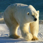 Wild Animals of the Arctic 1 icône