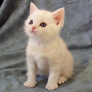 APK Top 20 Cats and Kittens FREE