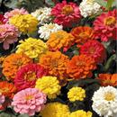 World of Colour 1 FREE APK