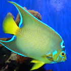 Fish of the Coral Reef 2 FREE ikona