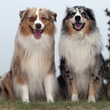 Top 50 Dog Breeds 1 FREE