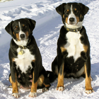 Puppies and Dogs 2 FREE ikona