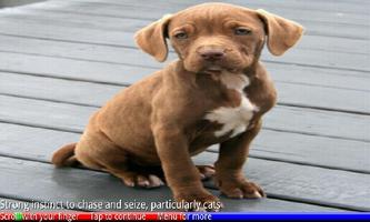 Puppies and Dogs 2 FREE screenshot 1
