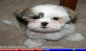 Puppies and Dogs 2 FREE screenshot 2