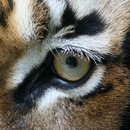 Animal Eyes 2 FREE aplikacja