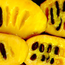 APK Fruits and Berries 1 FREE
