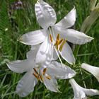 ikon Garden Flowers 1