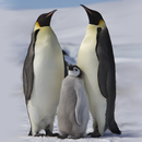 Penguins of Antarctica FREE APK