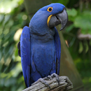 Super Birds FREE APK