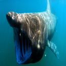 Sharks of the World 1 FREE APK