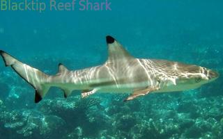 Sharks of the World 1 FREE تصوير الشاشة 1