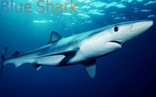 Sharks of the World 1 FREE ภาพหน้าจอ 2