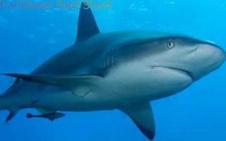 Sharks of the World 1 FREE ภาพหน้าจอ 3