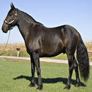 Top 20 Horse Breeds 1 FREE APK