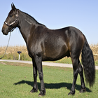 Top 20 Horse Breeds 1 FREE icône