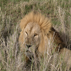ikon Wild Animals 2 FREE