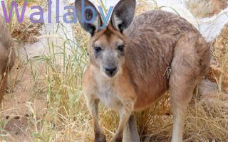 Wild Animals 2 FREE screenshot 1