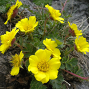 Wild Flowers in German p1 APK