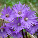 Wild Flowers in German p2 APK