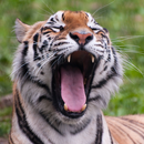 Animals Yawning 1 FREE aplikacja