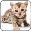 Bengal Cat+
