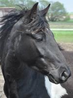 HORSE Sale - Juneau Wisconsin captura de pantalla 1