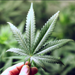 Growers Guide to Marijuana