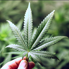 Growers Guide to Marijuana icône