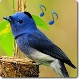 Bird Sounds & Ringtones icône