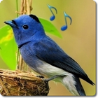 Bird Sounds & Ringtones أيقونة