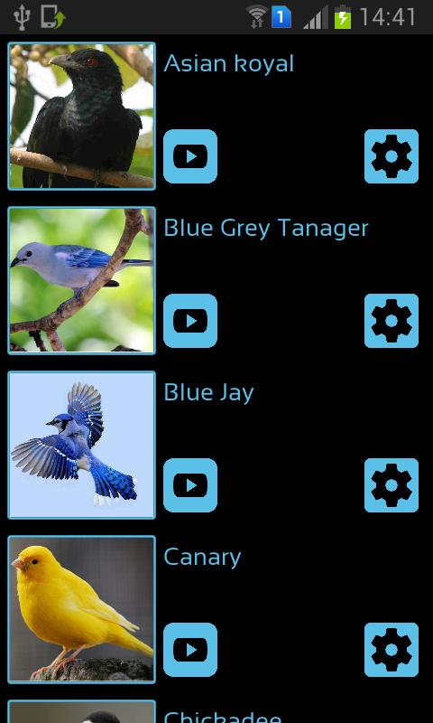 Bird плеер приложение. Птицы на английском для детей.