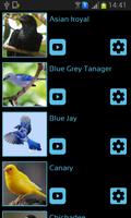 Bird Sounds & Ringtones الملصق