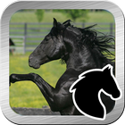 Black beauty horse jump icône