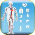 Anatomy GO+