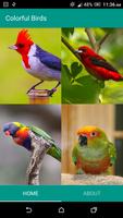 Colorful Birds Wallpaper capture d'écran 1