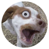 Dog Bark APK